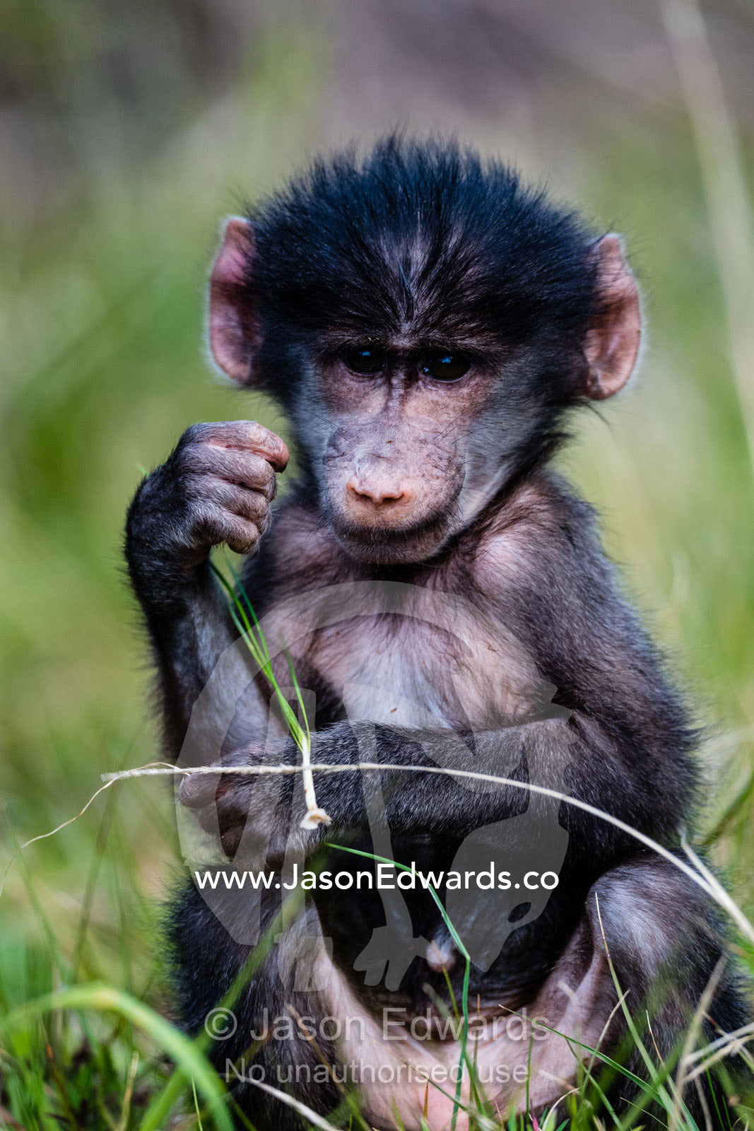 A cute infant Chacma Baboon, Papio ursinus, also known as the Cape baboon feeding on grasses. Cape Point National Park, South Africa