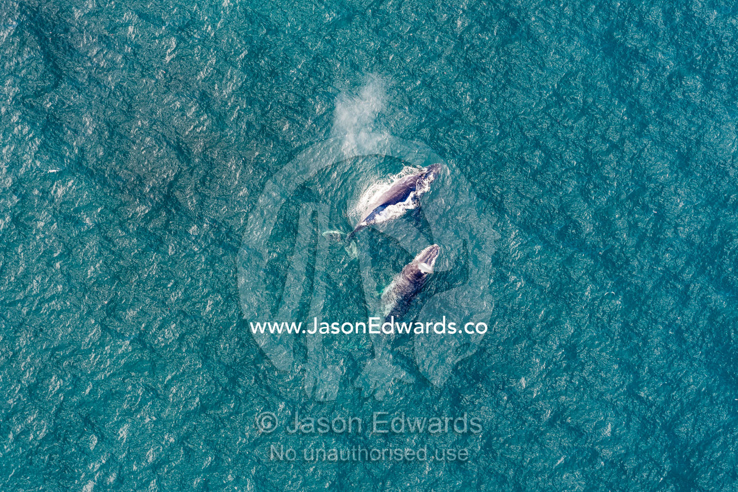 An aerial view of a pair of Humpback Whales surface to breathe off the Cape of Good Hope. Cape Point National Park, South Africa
