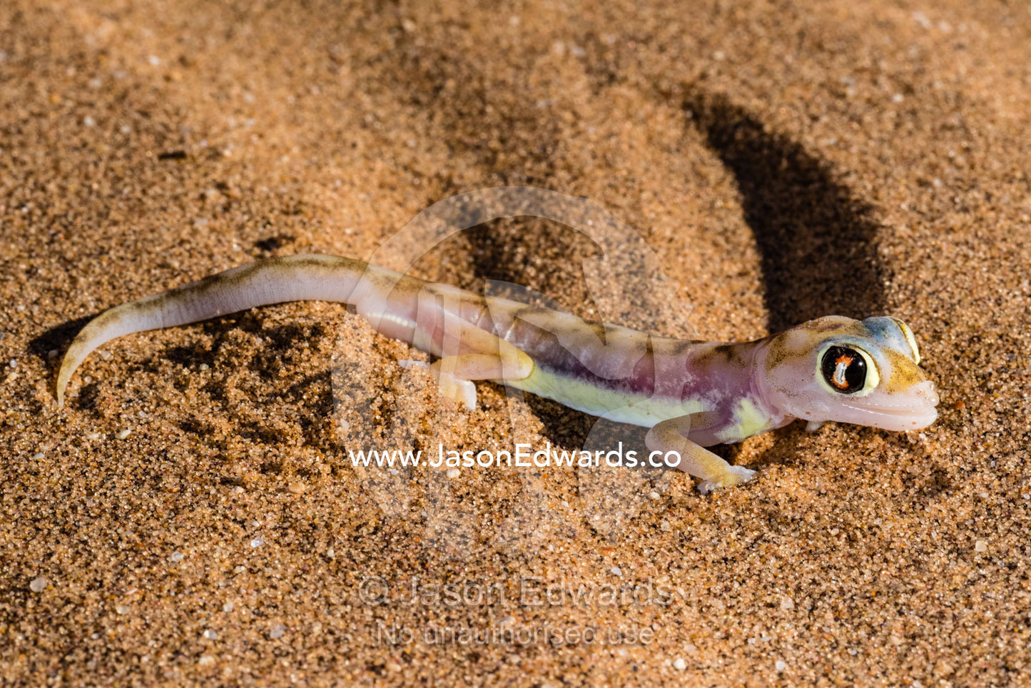 The enormous light-gathering eyes of a Palmato Gecko, Palmatogecko rangei, on a sand dune. Namib Desert, Diamond Coast, Skeleton Coast, Namib-Naukluft National Park, Namibia