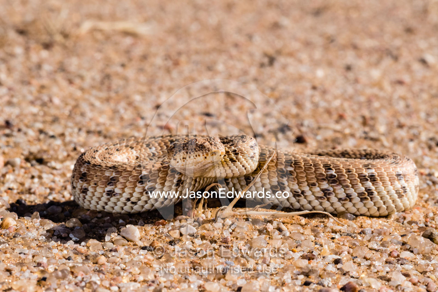 A Side-winding Adder also known as a Sidewinder, Batis peringueyi, coiled ready to strike prey. Namib Desert, Diamond Coast, Skeleton Coast, Namib-Naukluft National Park, Namibia