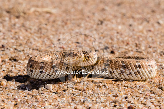 A Side-winding Adder also known as a Sidewinder, Batis peringueyi, coiled ready to strike prey. Namib Desert, Diamond Coast, Skeleton Coast, Namib-Naukluft National Park, Namibia