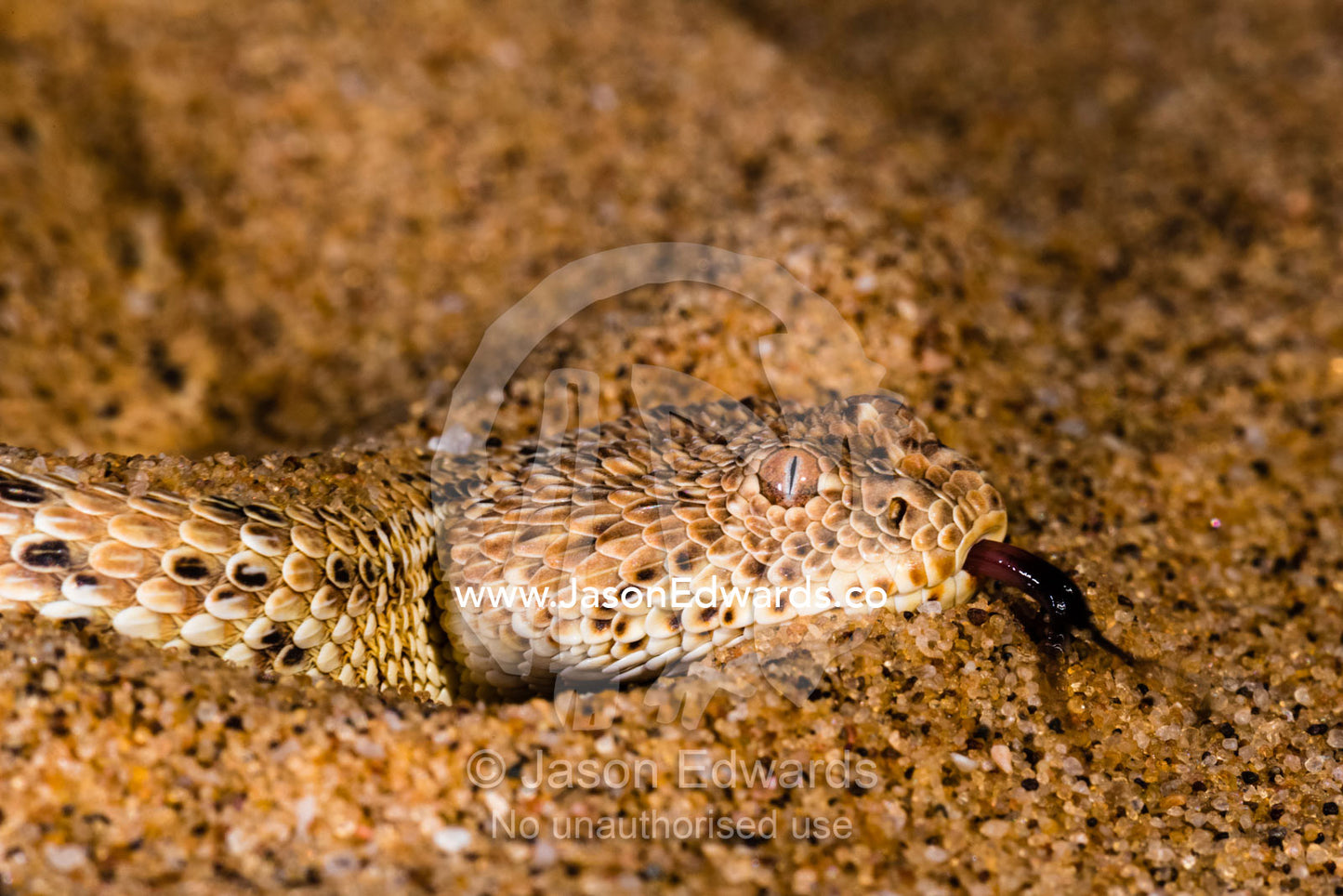 A Side-winding Adder also known as a Sidewinder, Batis peringueyi, tasting the sand with it's forked tongue. Namib-Naukluft National Park, Namibia