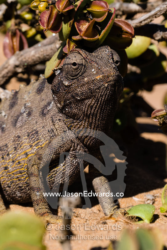 A Namaqua Chameleon, Chamaeleo namaquensis, hiding in a desert succulent on a sand dune. Namib Desert, Diamond Coast, Skeleton Coast, Namib-Naukluft National Park, Namibia