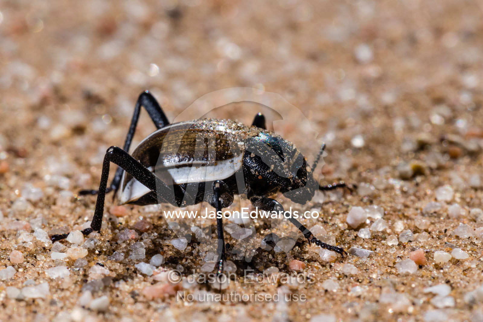 Head-stander Beetle, Tok-tokkie, Onymacris unguicularis, walking across the surface of a sand dune. Namib-Naukluft National Park, Namibia