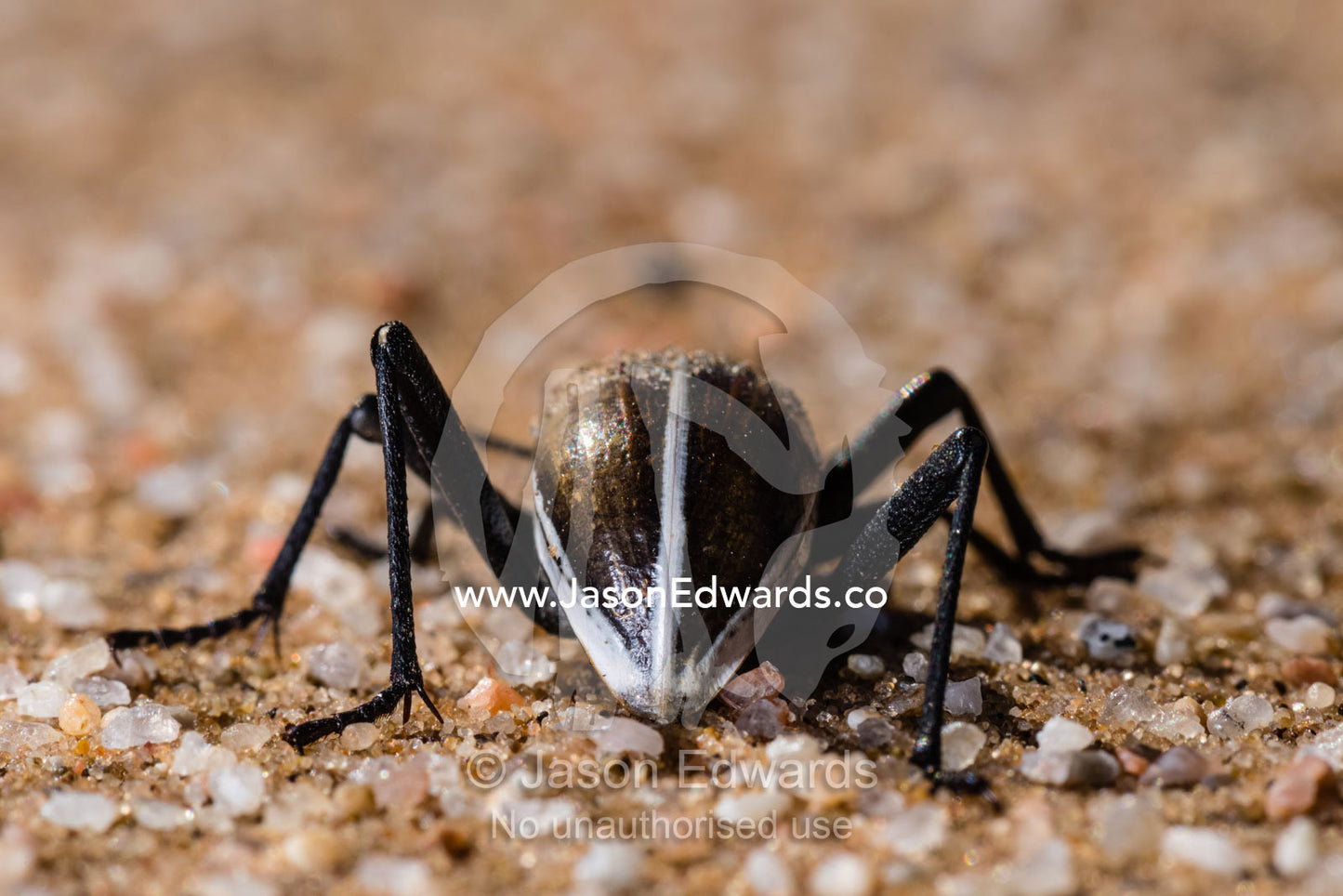 Head-stander Beetle, Tok-tokkie, Onymacris unguicularis, walking across the surface of a sand dune. Namib Desert, Diamond Coast, Skeleton Coast, Namib-Naukluft National Park, Namibia