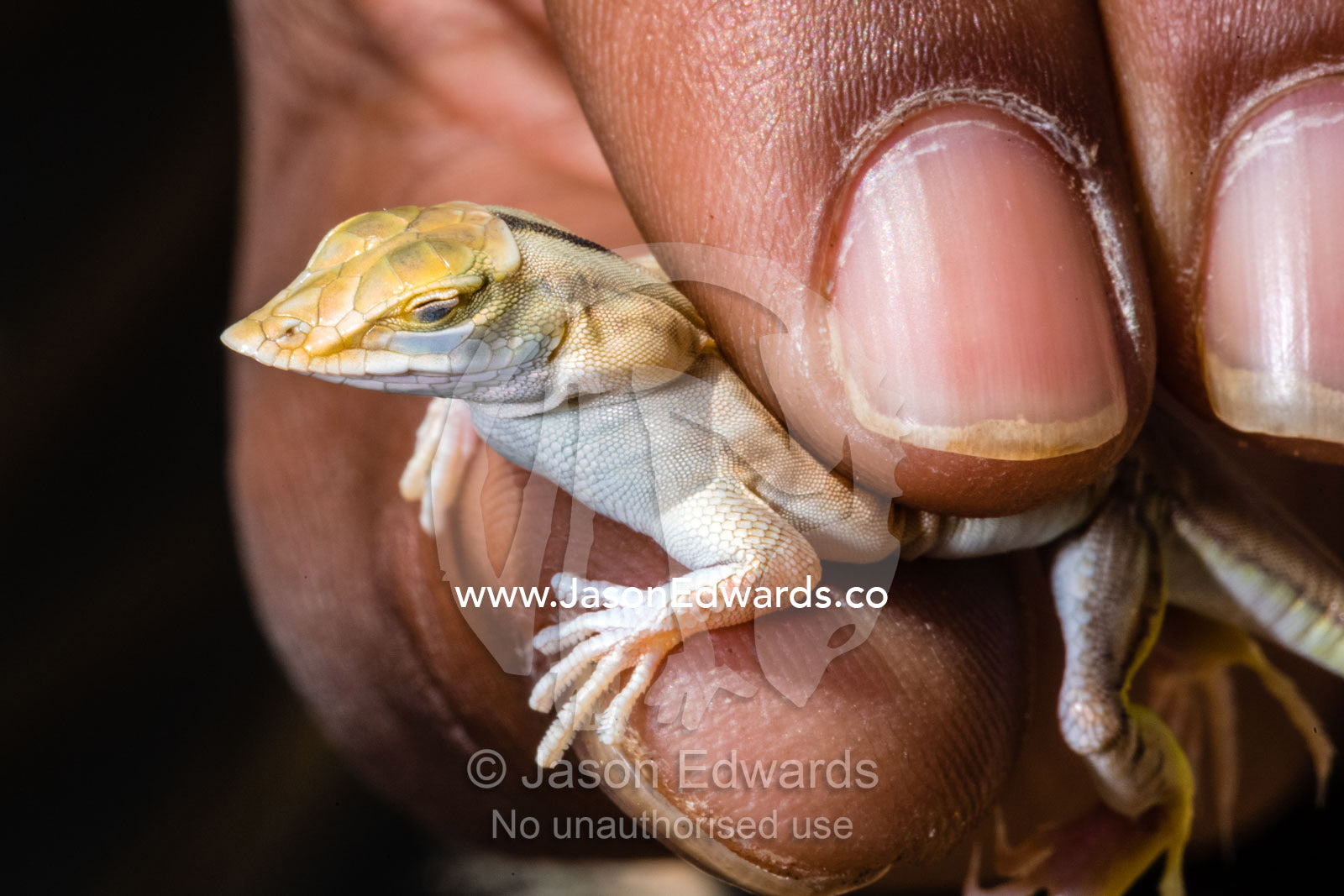 The pointed snout of a Sanddiving Lizard, also known as a Shovel-snouted Lizard, Meroles anchietae. Namib-Naukluft National Park, Namibia