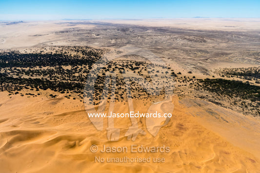 An aerial view of an enormous sea of sand dunes is halted by a subterranean river lined with trees. Namib Desert, Diamond Coast, Skeleton Coast, Namib-Naukluft National Park, Namibia
