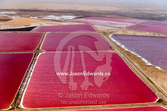 An aerial view of salt evaporation ponds stained pink by the algae Dunaliella, in response to high salt content. Namib Desert, Diamond Coast, Skeleton Coast, Namib-Naukluft National Park, Namibia