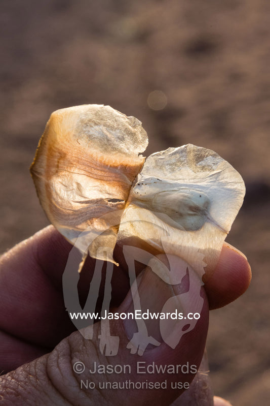 The backlit seed pods of an ancient Welwitschia mirabilis, a desert plant that is a living fossil. Namib Desert, Namib-Naukluft National Park, Namibia