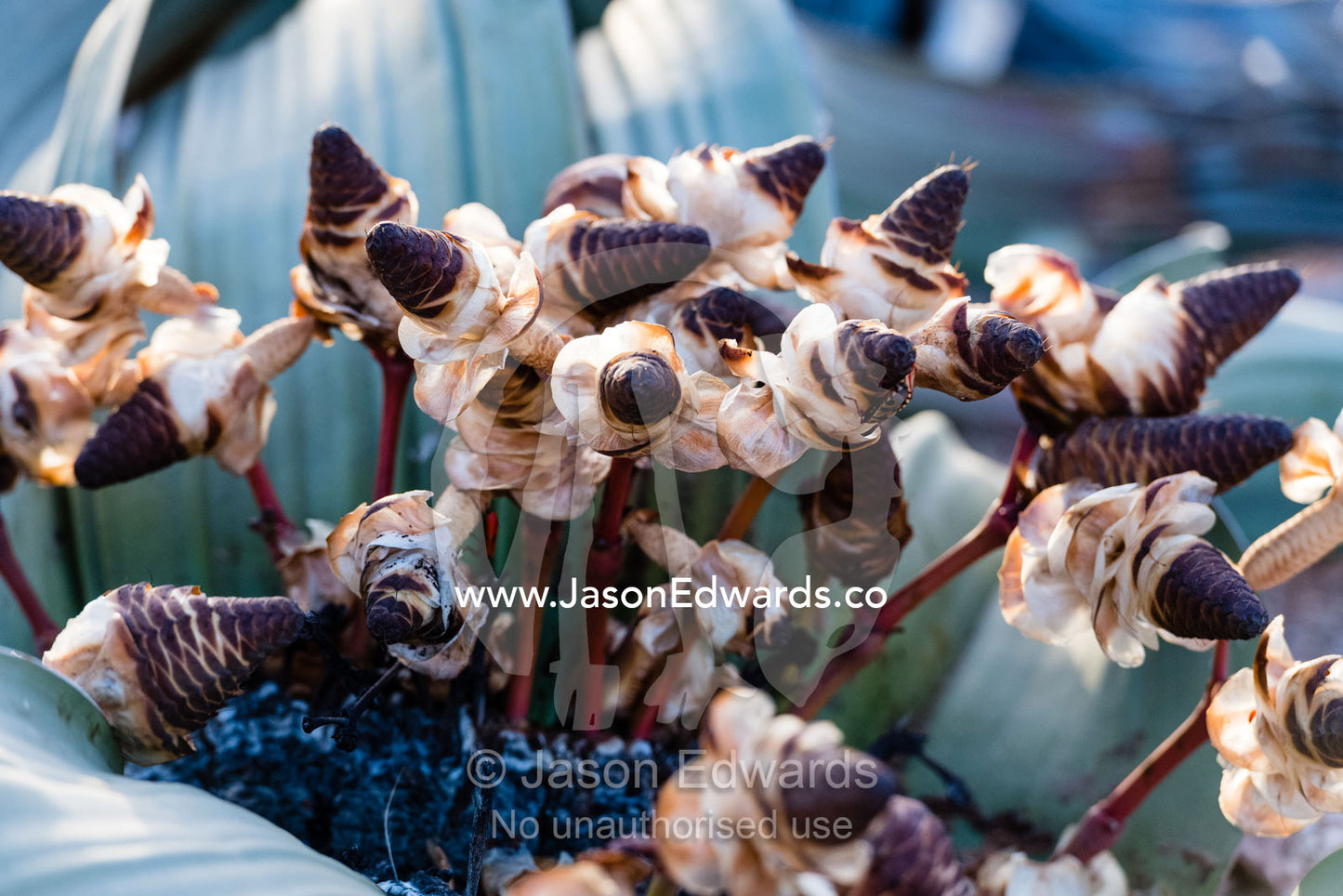 An ancient Welwitschia mirabilis, a desert plant that is a living fossil displaying female reproductive cones. Namib Desert, Namib-Naukluft National Park, Namibia