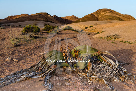 An ancient Welwitschia mirabilis, a desert plant that is a living fossil displaying female reproductive cones. Namib Desert, Namib-Naukluft National Park, Namibia