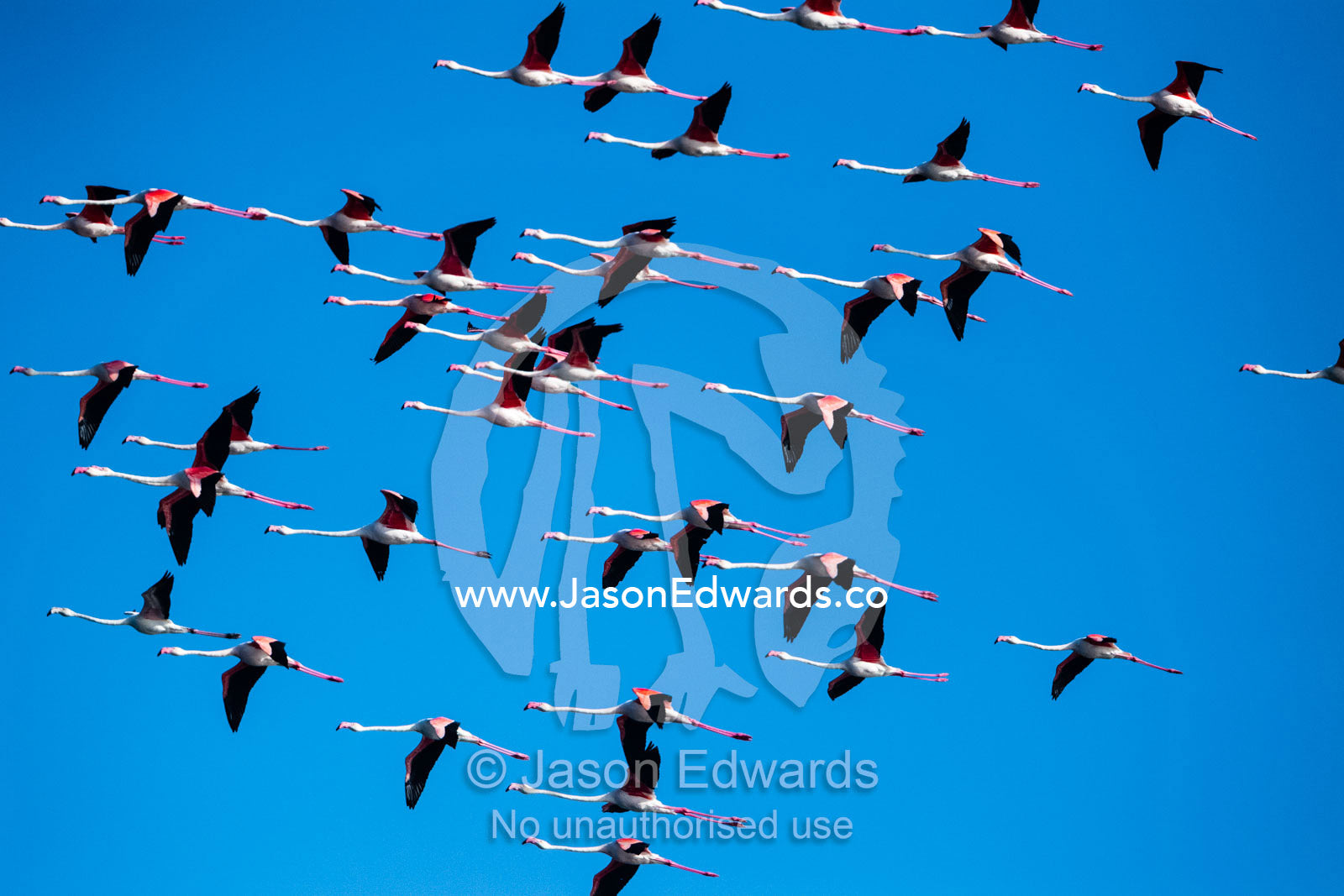 A flock of Greater flamingos, Phoenicopterus roseus, in flight against a clear blue sky. Walvis Bay, Namibia