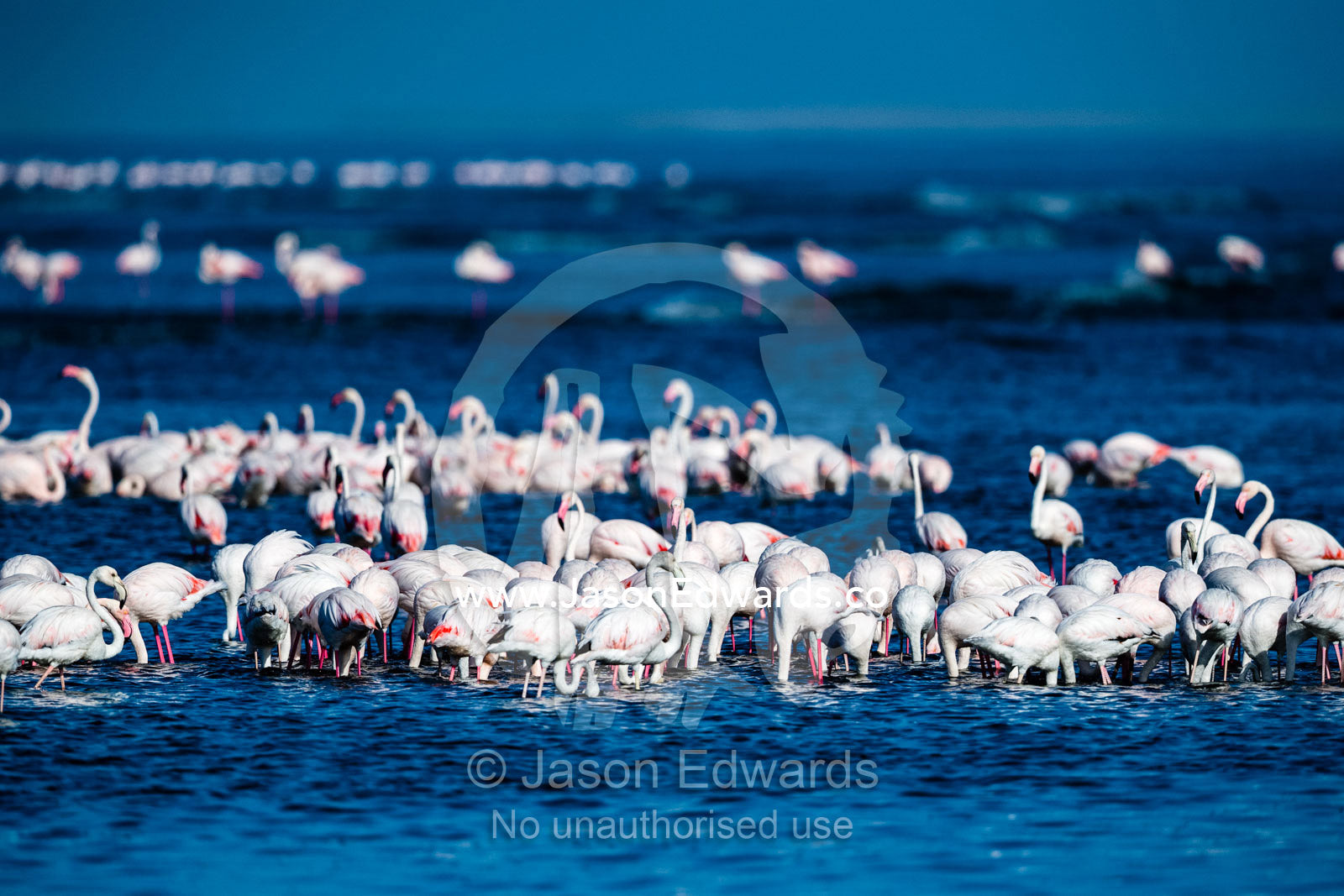 A flock of Greater flamingos, Phoenicopterus roseus, filter feeding in the shallows of a coastal bay. Walvis Bay, Namibia