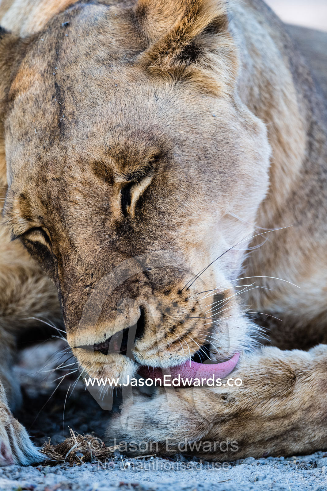 A lioness cleans her paw using her large rasping tongue covered with papillae like sandpaper. Okavango Delta, Moremi Game Reserve, Botswana