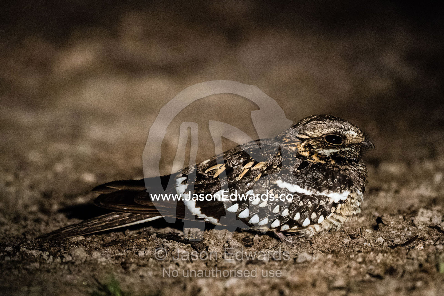 A Square-tailed Nightjar, Caprimulgus Fossii, rests in the dust after long day of heat on the floodplain. Okavango Delta, Moremi Game Reserve, Botswana