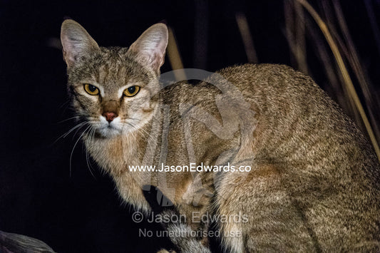 An African Wildcat, Felis lybica, patrolling a wetland floodplain at night. Okavango Delta, Moremi Game Reserve, Botswana
