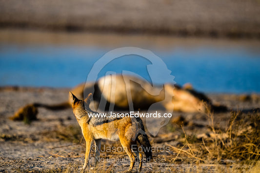 A Black-backed Jackal, Canis mesomelas, watches a sleeping lion with extreme caution. Okavango Delta, Moremi Game Reserve, Botswana