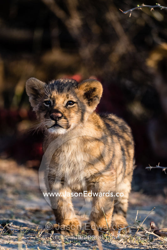 An alert lion cub greats the dawn with interest and curiosity. Okavango Delta, Moremi Game Reserve, Botswana