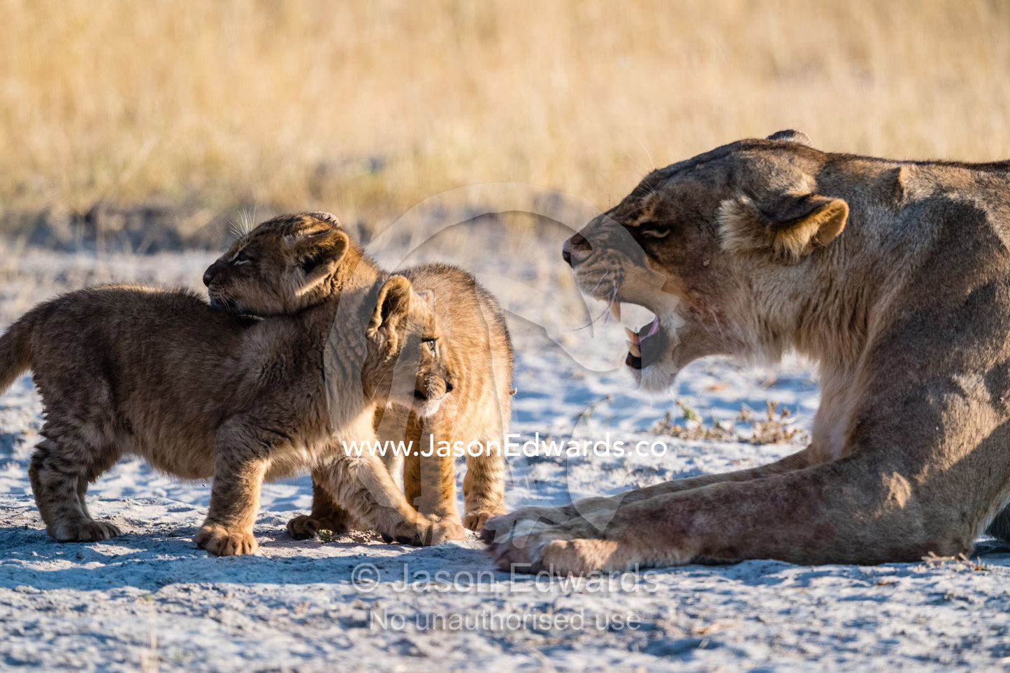 A heavily pregnant lioness reprimands an inquisitive cub that came too close. Okavango Delta, Moremi Game Reserve, Botswana