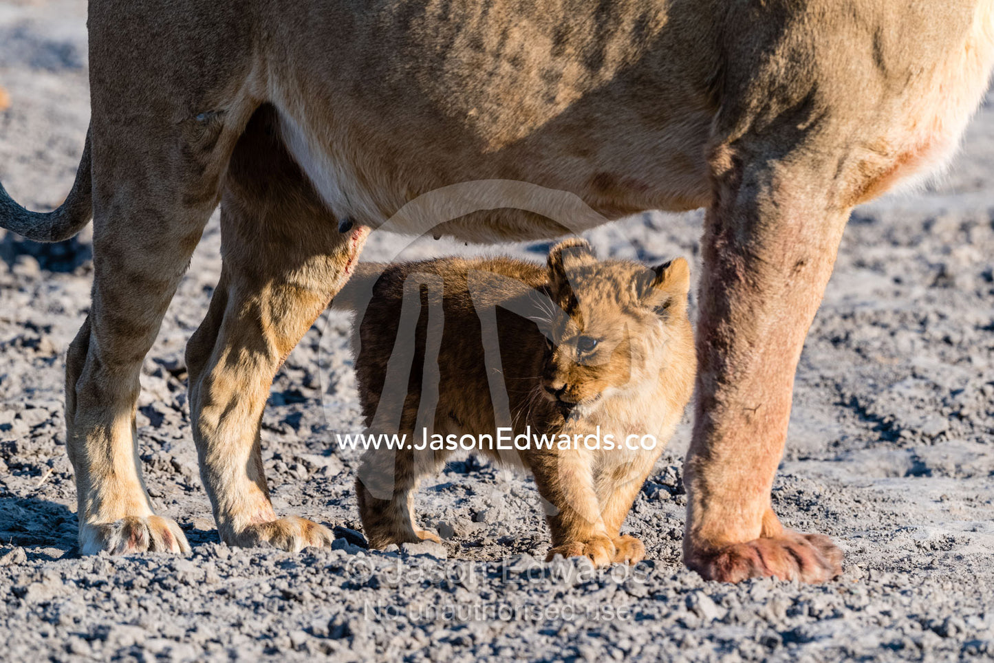 A tiny lion cub shelters between the legs of it's mother for protection. Okavango Delta, Moremi Game Reserve, Botswana