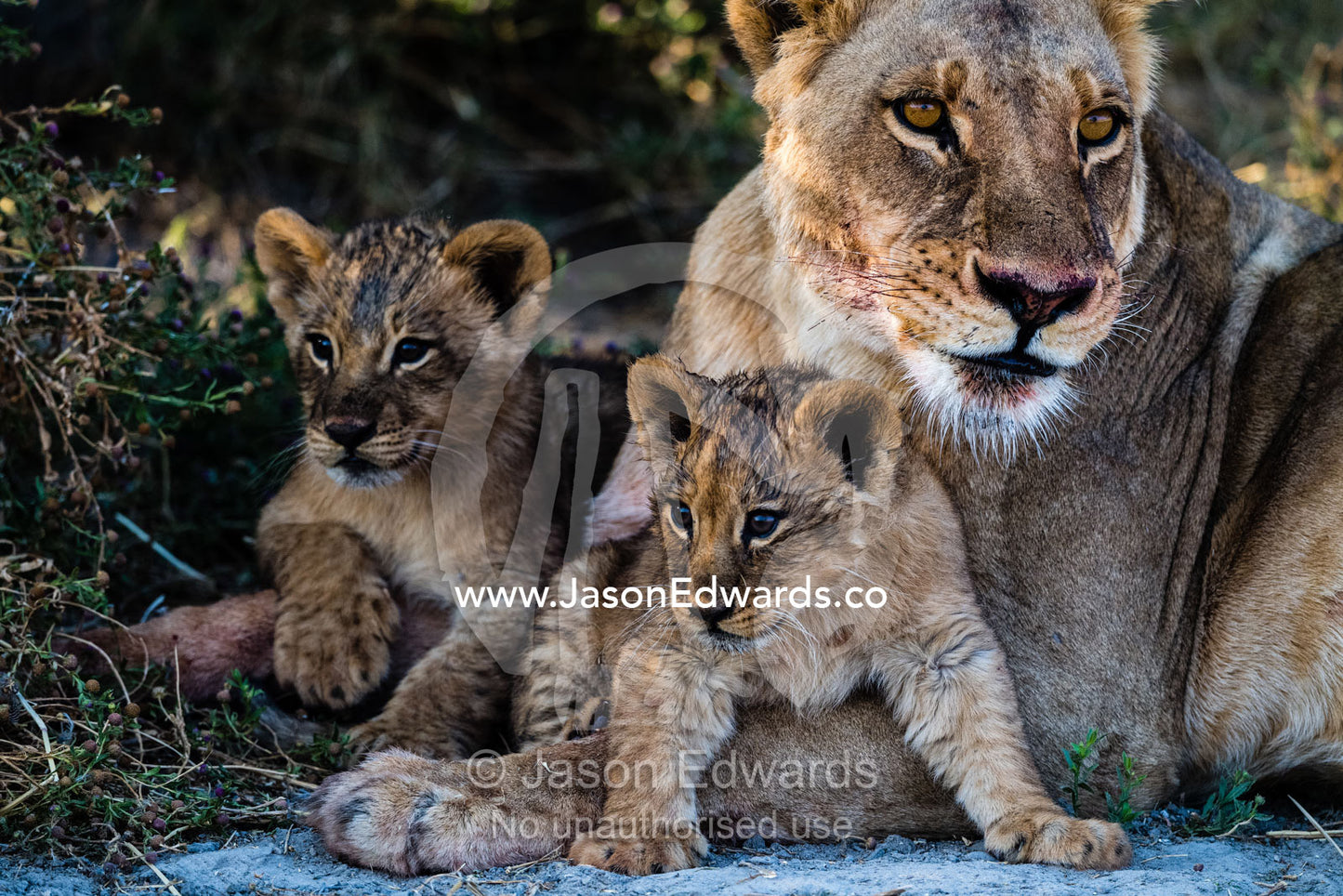A pair of lion cubs relax with their mother beneath the shade of a tree. Okavango Delta, Moremi Game Reserve, Botswana