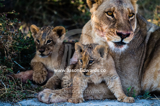 A pair of lion cubs relax with their mother beneath the shade of a tree. Okavango Delta, Moremi Game Reserve, Botswana