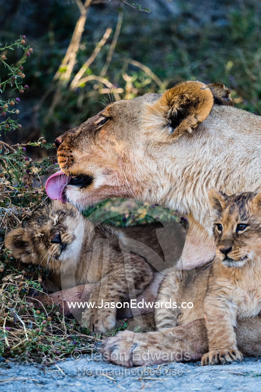 A lioness cleans a small cub with her large rough tongue covered in papillae. Okavango Delta, Moremi Game Reserve, Botswana