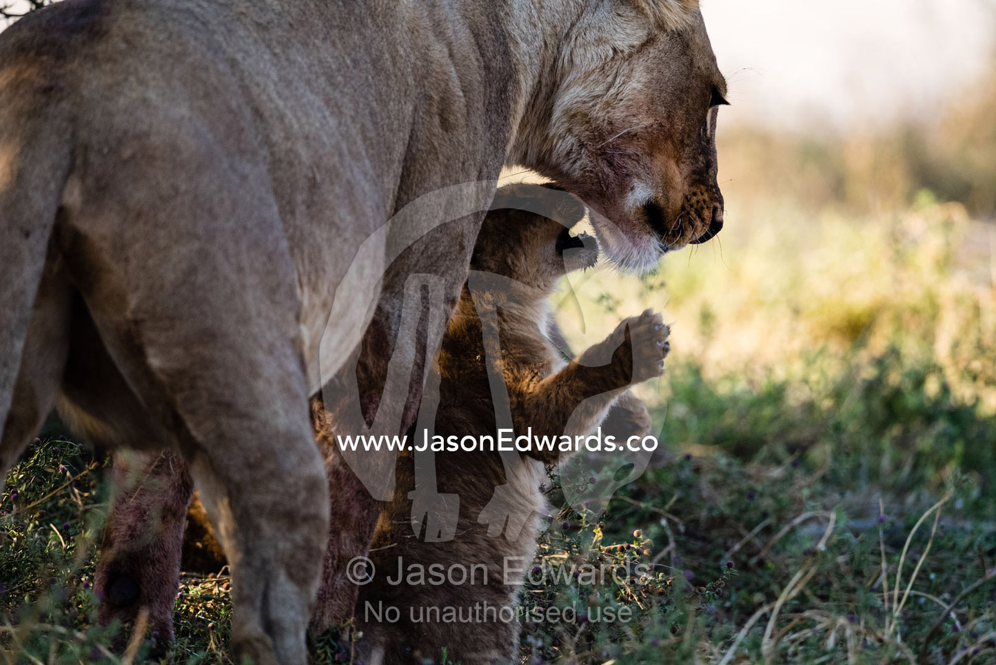 A lioness playing and wrestling with her cub in the cool dawn air. Okavango Delta, Moremi Game Reserve, Botswana