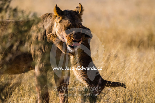A lioness playing and wrestling with her cub in the cool dawn air. Okavango Delta, Moremi Game Reserve, Botswana