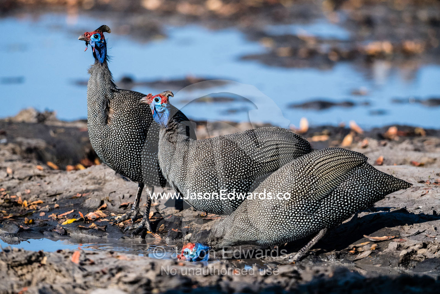 A flock of Helmeted Guineafowl, Numida meleagris, drinking from a pool of water. Okavango Delta, Moremi Game Reserve, Botswana