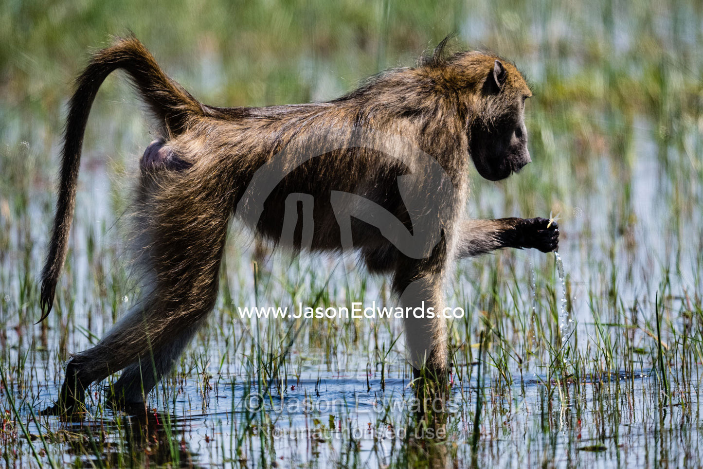 A Chacma Baboon, Papio ursinus, catching flying insects in a wetland to eat. Okavango Delta, Moremi Game Reserve, Botswana