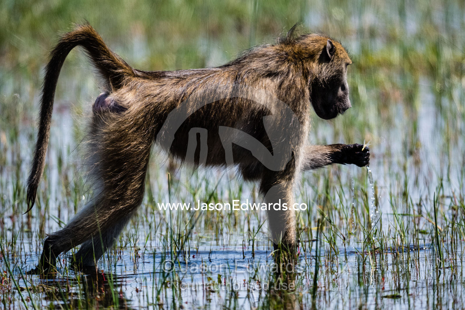 A Chacma Baboon, Papio ursinus, catching flying insects in a wetland to eat. Okavango Delta, Moremi Game Reserve, Botswana