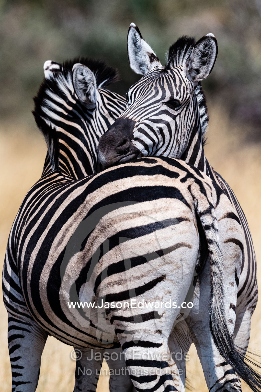 A pair of Plains Zebra also known as Burchell's Zebra, Equus quagga burchellii, rest their heads on each others backs. Okavango Delta, Moremi Game Reserve, Botswana