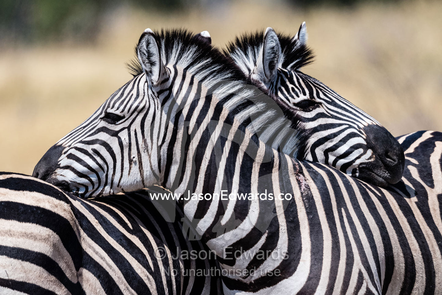 A pair of Plains Zebra also known as Burchell's Zebra, Equus quagga burchellii, rest their heads on each others backs. Okavango Delta, Moremi Game Reserve, Botswana