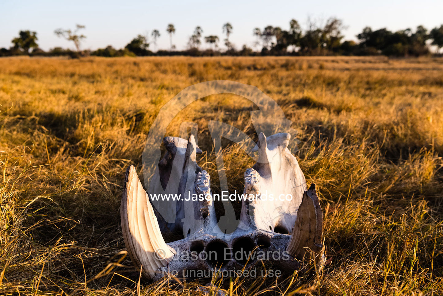 Large ivory teeth also known as tusks in the skull of a Hippopotamus on a floodplain. Okavango Delta, Moremi Game Reserve, Botswana