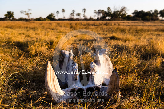 Large ivory teeth also known as tusks in the skull of a Hippopotamus on a floodplain. Okavango Delta, Moremi Game Reserve, Botswana