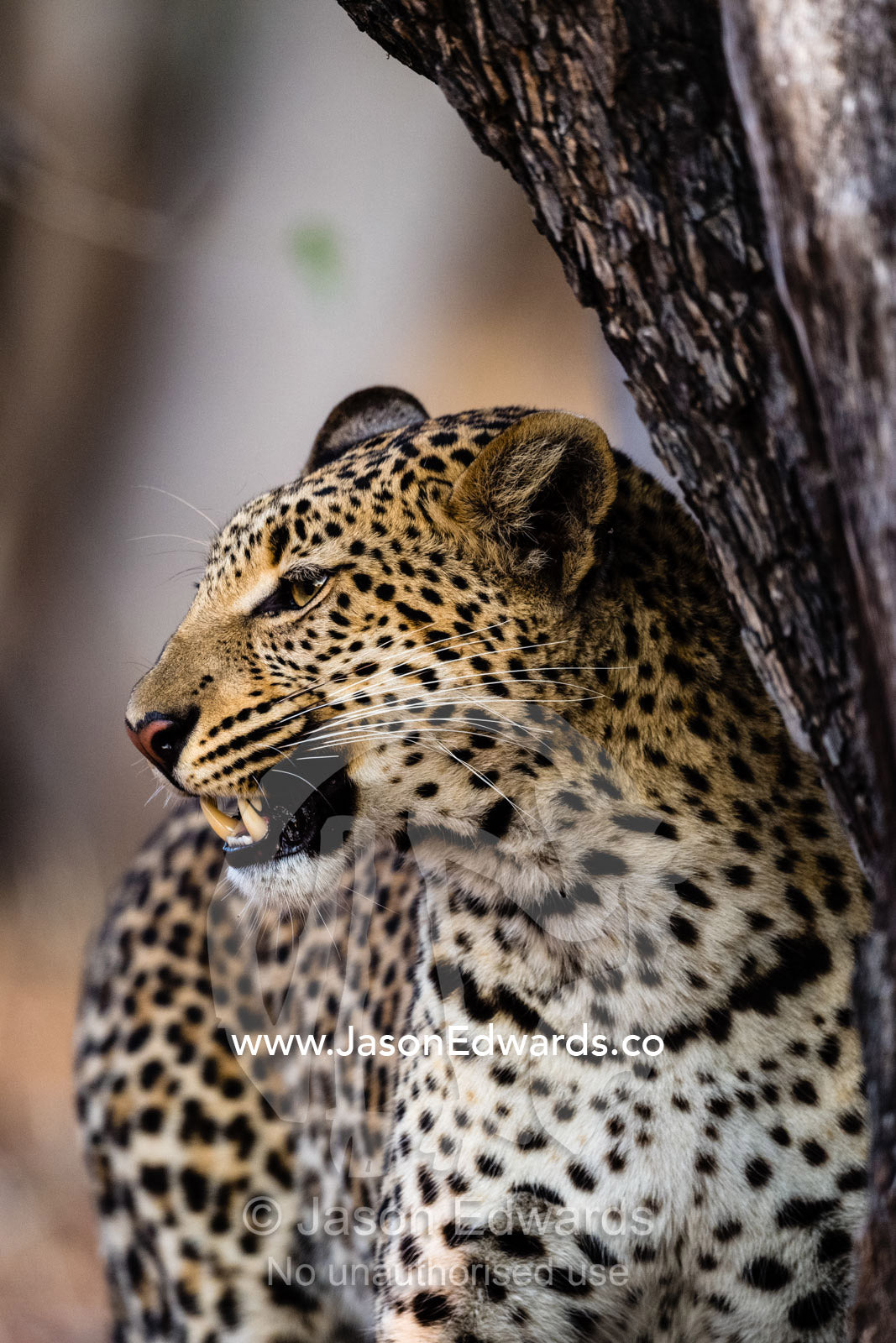 An African Leopard, Panthera pardus pardus, patrolling her territory doing the flehmen response using the vomeronasal organ. Okavango Delta, Moremi Game Reserve, Botswana