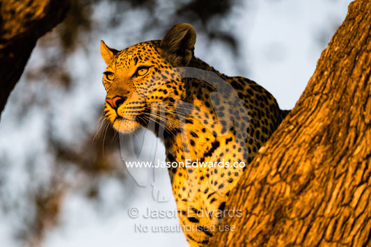 An African Leopard, Panthera pardus pardus, watches a herd of antelope from a tree as sunrise casts a golden glow. Okavango Delta, Moremi Game Reserve, Botswana