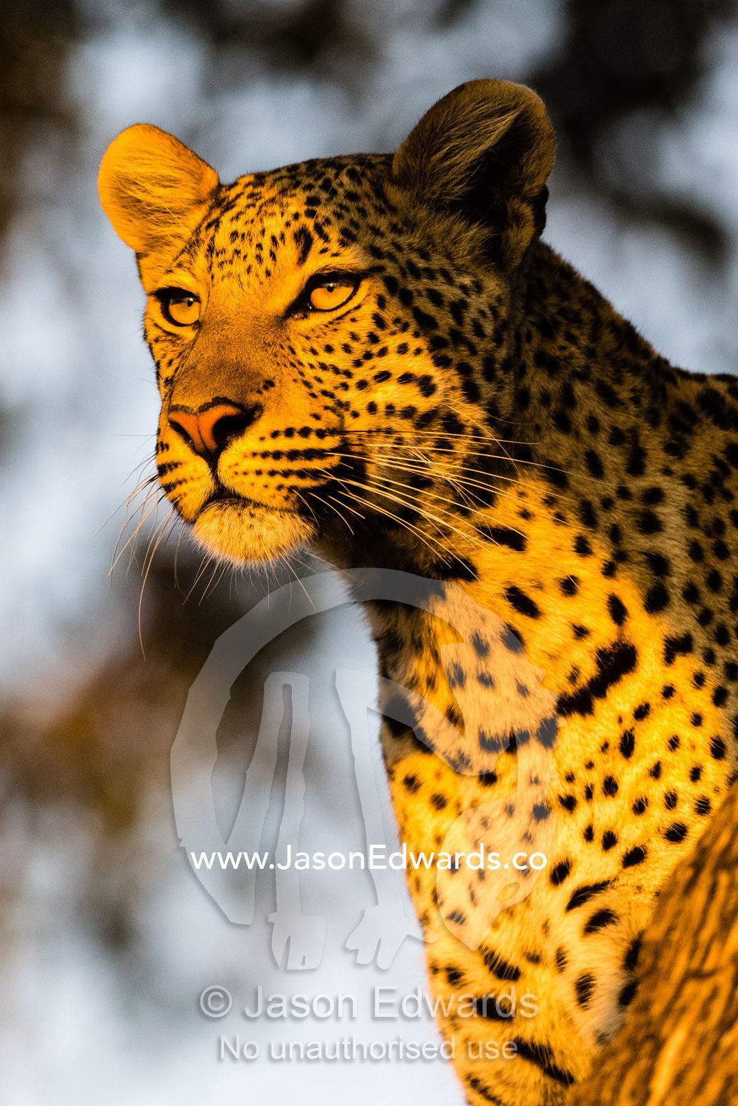 An African Leopard, Panthera pardus pardus, watches a herd of antelope from a tree as sunrise casts a golden glow. Okavango Delta, Moremi Game Reserve, Botswana