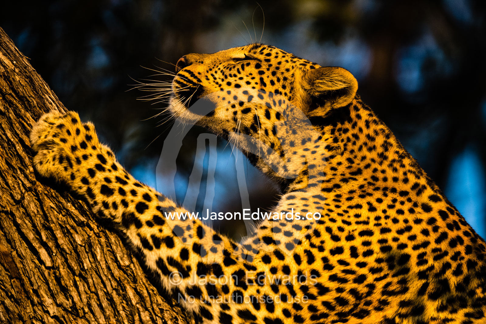 An African Leopard, Panthera pardus pardus, sharpening her claws on a branch in a tree. Okavango Delta, Moremi Game Reserve, Botswana