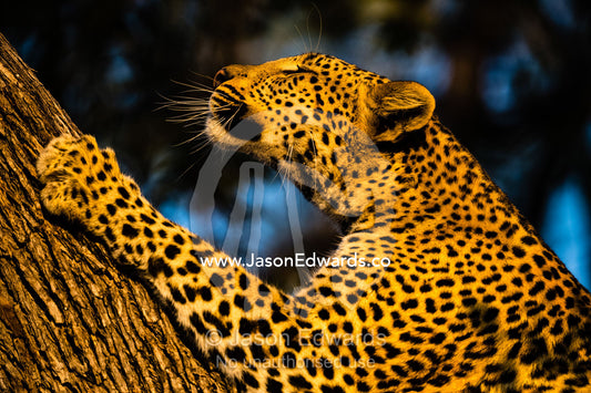 An African Leopard, Panthera pardus pardus, sharpening her claws on a branch in a tree. Okavango Delta, Moremi Game Reserve, Botswana