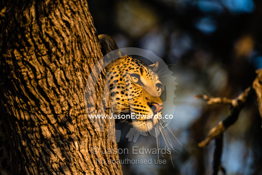 An African Leopard, Panthera pardus pardus, watches a herd of antelope from a tree as sunrise casts a golden glow. Okavango Delta, Moremi Game Reserve, Botswana