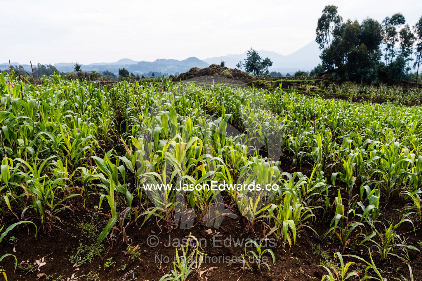 Agriculture farmers growing organic corn crops on the boundary of a Mountain Gorilla national park. Ruhengeri, Rwanda