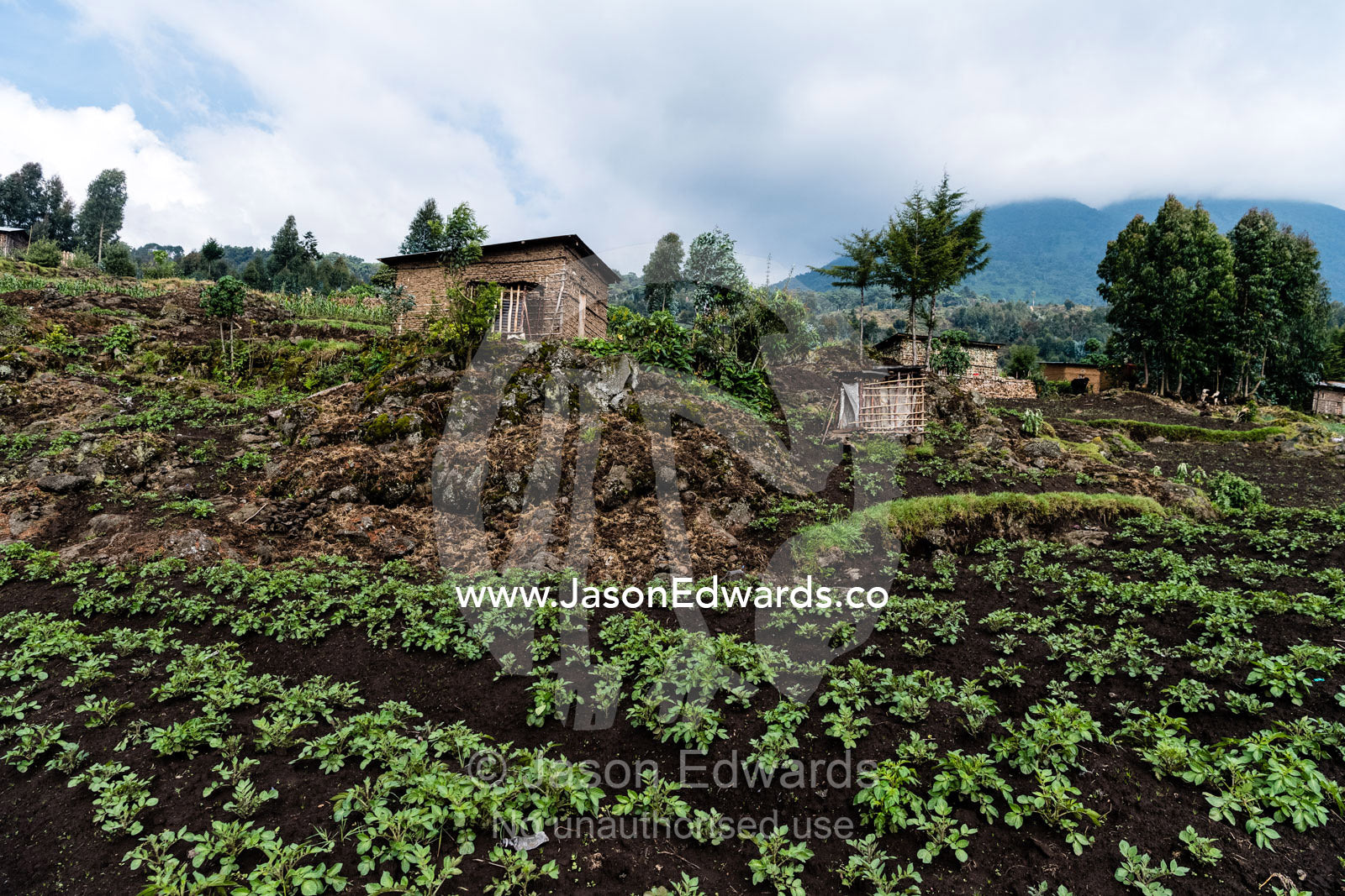 Agriculture farmers growing organic potato crops on the boundary of a Mountain Gorilla national park. Ruhengeri, Rwanda