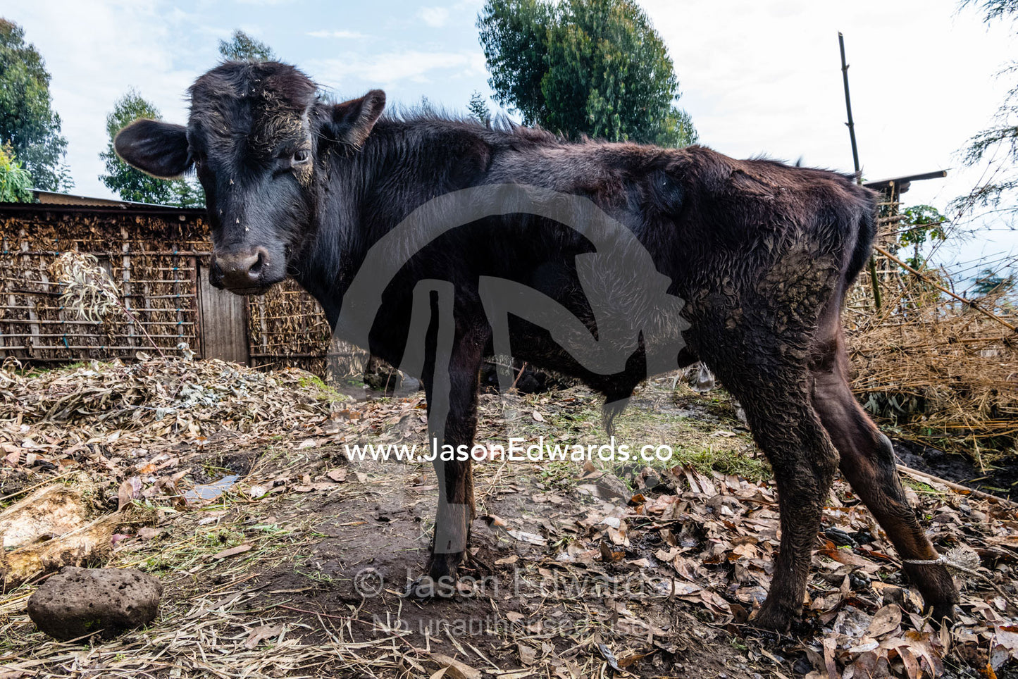 A young farm cow resting in the yard of a small village hut. Ruhengeri, Rwanda