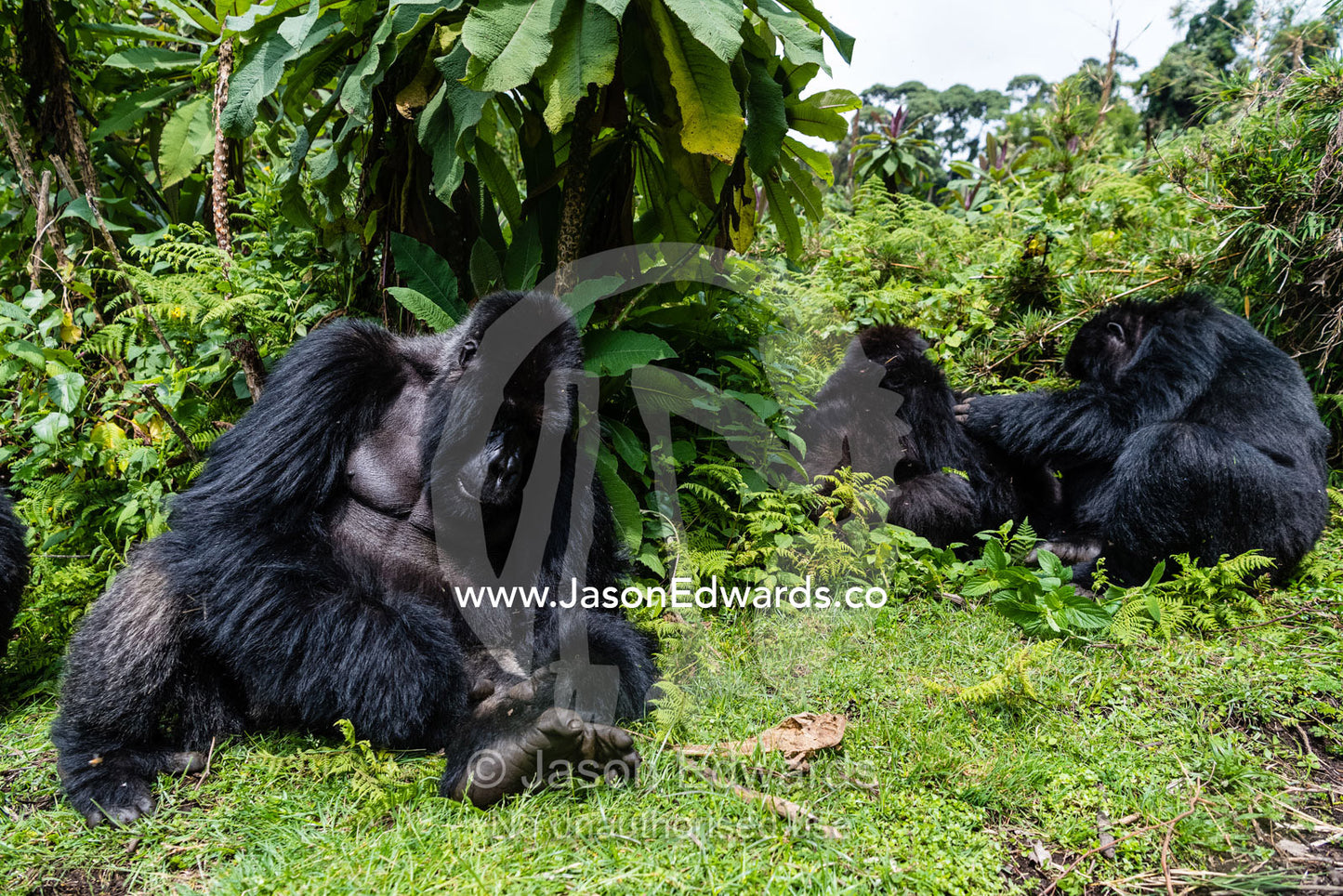 A family of endangered Mountain Gorilla, Gorilla beringei beringei, sleeping in their rainforest home. Volcanoes National Park, Rwanda