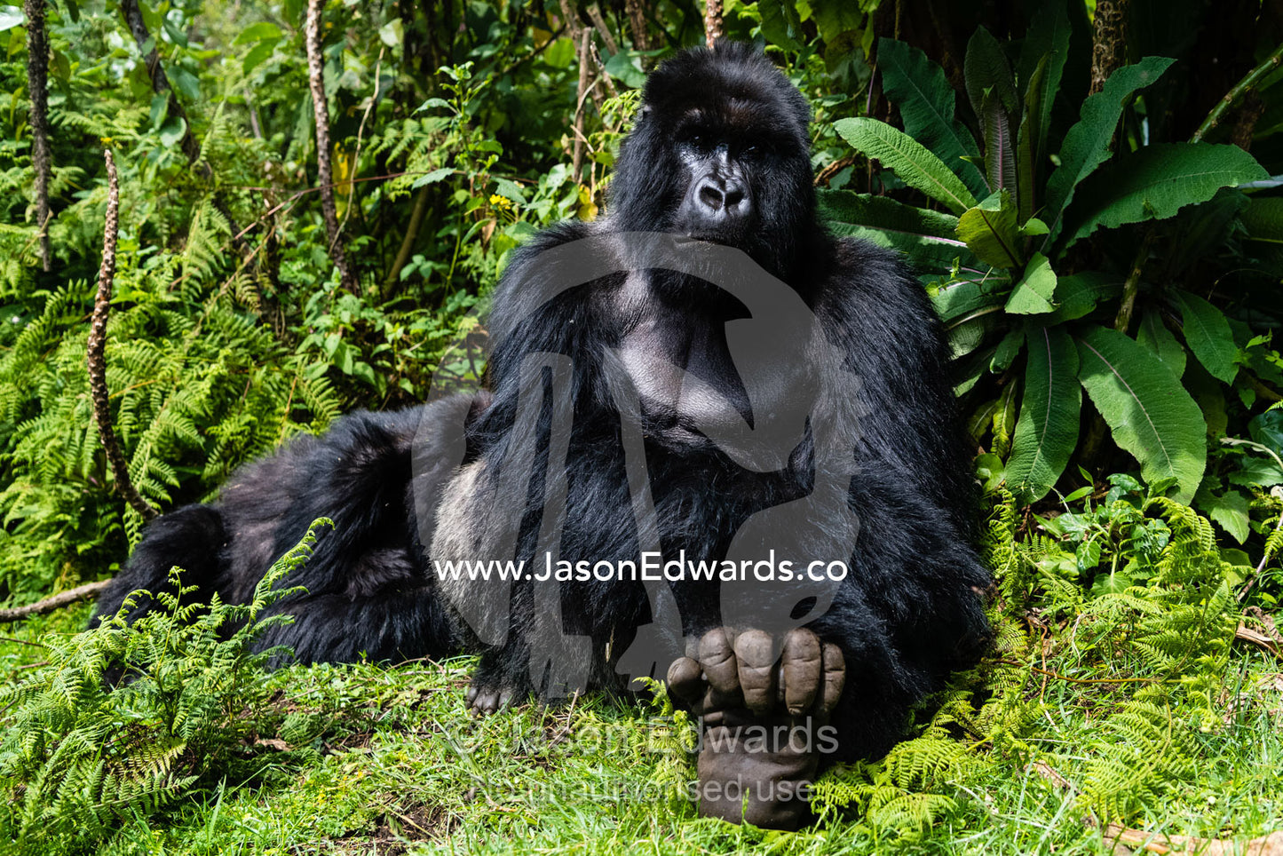 An endangered male silverback Mountain Gorilla, Gorilla beringei beringei, sitting protectively in the middle of his family. Volcanoes National Park, Rwanda