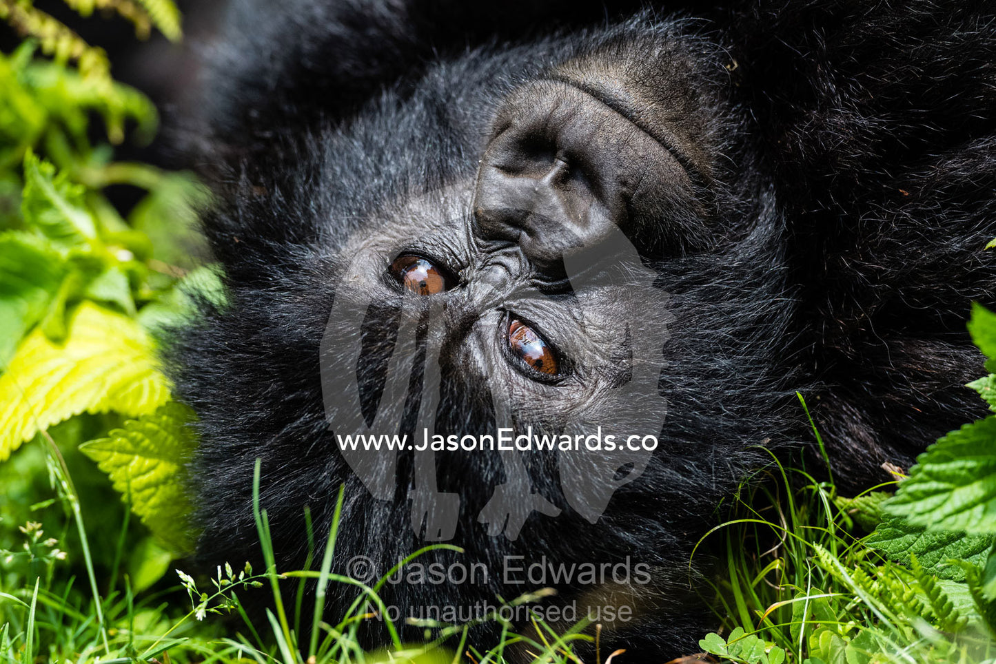 An endangered Mountain Gorilla, Gorilla beringei beringei, relaxing during the heat of the day with a smile. Volcanoes National Park, Rwanda