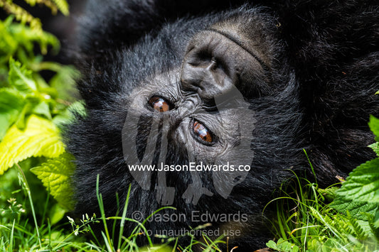 An endangered Mountain Gorilla, Gorilla beringei beringei, relaxing during the heat of the day with a smile. Volcanoes National Park, Rwanda