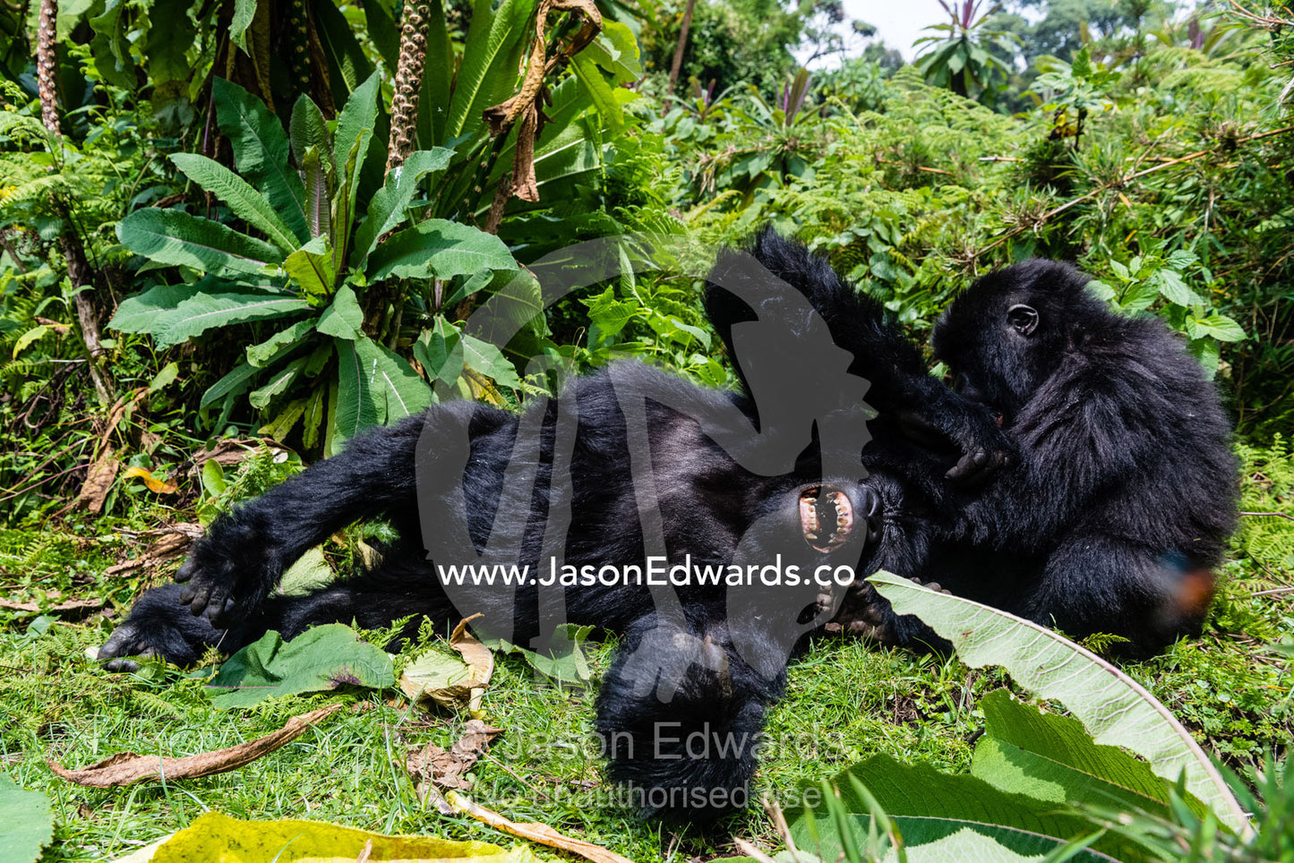 Endangered Mountain Gorillas, Gorilla beringei beringei, wrestling, laughing and playing in the rainforest. Volcanoes National Park, Rwanda